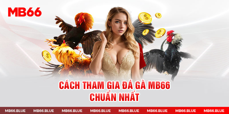 Cách tham gia đá gà MB66 chuẩn nhất